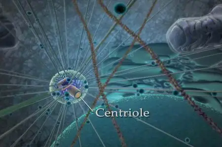 Harvard BioVisions – The Inner Life Of The Cell