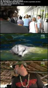 Blood Dolphins - S01E02: The Solomon Islands, Part 1