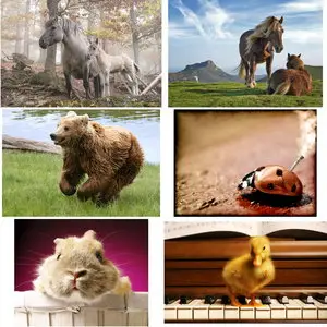 Wallpapers Animals. Set 8