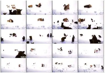 Puppies & Kittens (2009)