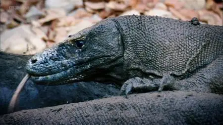 BBC Natural World - Komodo: Secrets of the Dragon (2011)