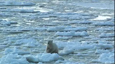 Polar Bears: A Summer Odyssey (2012)