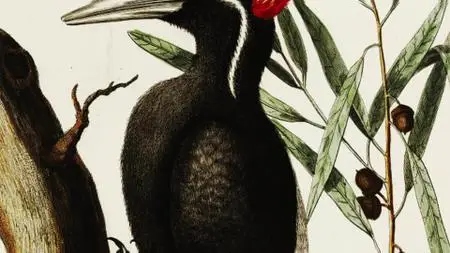 Extinct or Alive S02E08