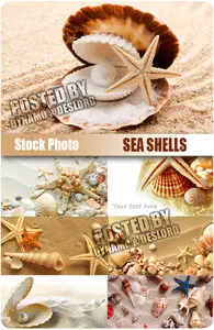 Sea Shells - UHQ Stock Photo