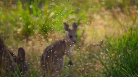 Kangaroo Valley (2022)