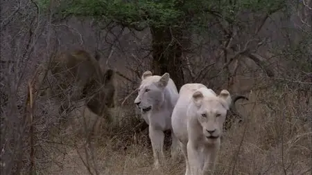 PBS Nature - The White Lions (2012)