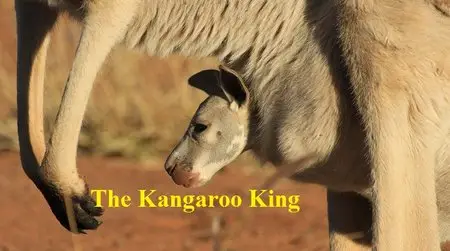 National Geographic - The Kangaroo King (2015)