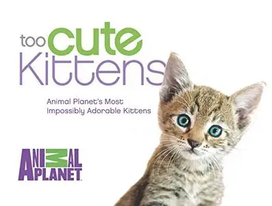 Too Cute Kittens: Animal Planet's Most Impossibly Adorable Kittens [Repost]