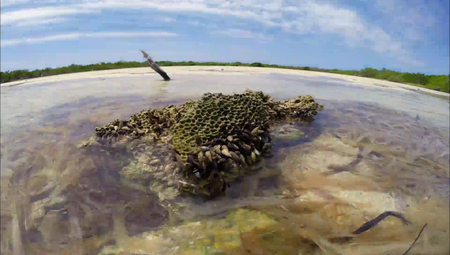 Smithsonian Ch. - Castro's Secret Reef (2015)