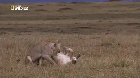 National Geographic - Wild: Night Of The Lion