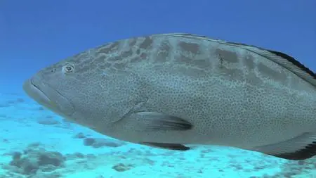 BluScenes: Underwater Cozumel (2010)