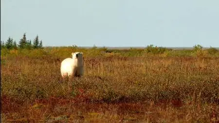 Polar Bears: A Summer Odyssey (2012)