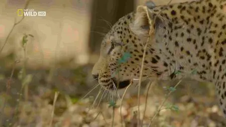 National Geographic - Africa's Hunters (2017)