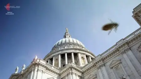 UKTV - Attenborough’s Natural Curiosities: Series 3 (2015)