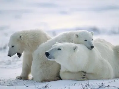 Bears