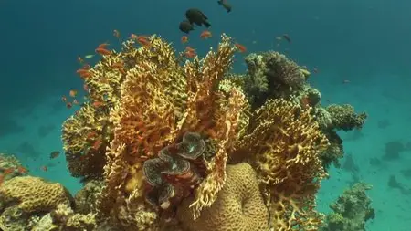 Water Life: Episode 21 - The Underwater City / Mundos de agua / Водная жизнь. Серия 21 - Подводный город (2008) 