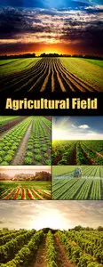 Stock Photo - Agricultural Field
