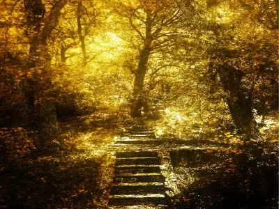 Walking in the forest