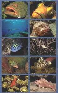 Corbis v.064 - Undersea Life