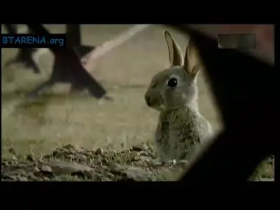 Rabbit a la berlin/ Królik po berlinsku - by Bartosz Konopka (2009)