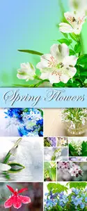 Stock Photo - Spring Flowers