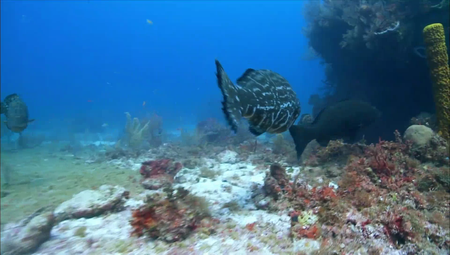 Smithsonian Ch. - Castro's Secret Reef (2015)