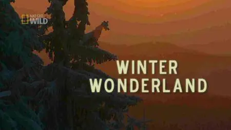 National Geographic - Winter Wonderland (2014)
