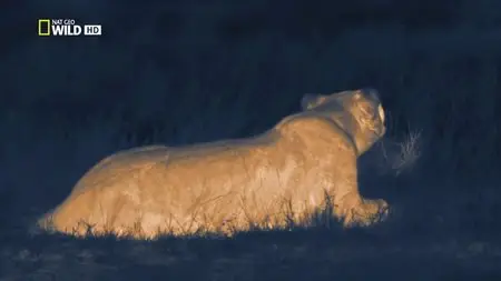 National Geographic - Wild: Night Of The Lion