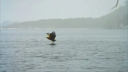 Wild Scandinavia / Wildes Skandinavien / Дикая природа Скандинавии (2011) 
