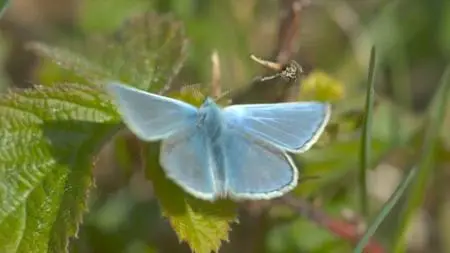 BBC - Springwatch (2020)