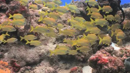 BluScenes: Underwater Cozumel (2010)