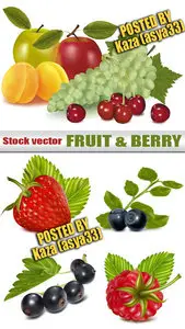 Fruit vector 3