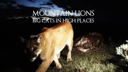 BBC Natural World - Mountain Lions: Big Cats in High Places (2015)