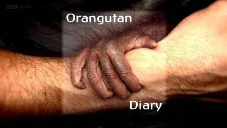BBC - Orangutan Diary Series 1 (2007)