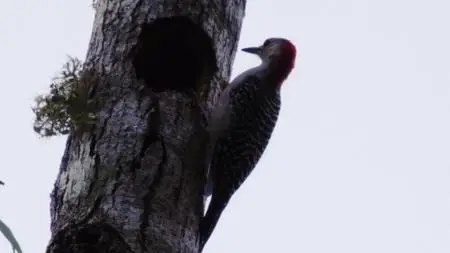 Extinct or Alive S02E08