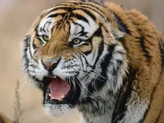 Wallpapers - Tigers