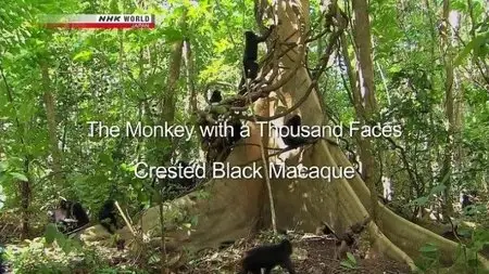 NHK Wildlife - The Monkey with a Thousand Faces: Crested Black Macaque (2013)
