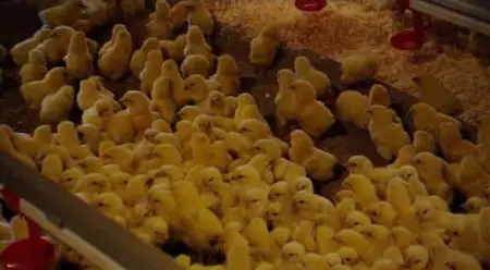 Hugh's Chicken Run