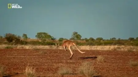 National Geographic - The Kangaroo King (2015)