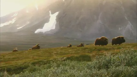 Wild Scandinavia / Wildes Skandinavien / Дикая природа Скандинавии (2011) 