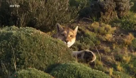 (Arte) Le puma, chasseur invisible des Andes (2012)