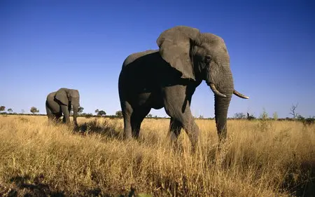 Wallpapers - Animals (pack 4)