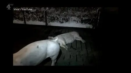 Channel 4 - Dispatches: The Truth About Vegans (2019)