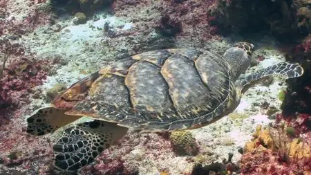 BluScenes: Underwater Cozumel (2010)