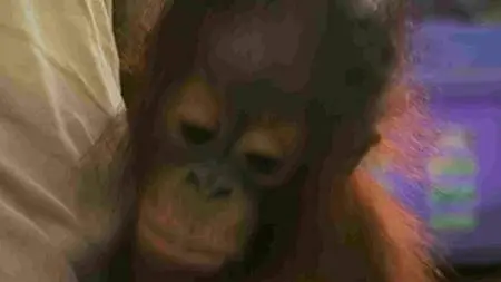 BBC - Orangutan Diary Series 1 (2007)