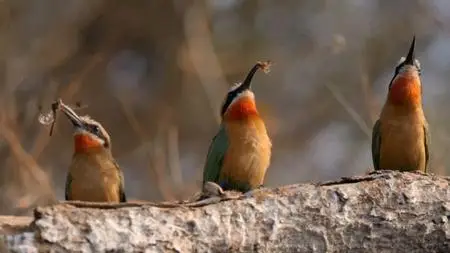 PBS - Nature Series 38 Part 6: Okavango: River of Dreams :Episode 3 Inferno (2019)