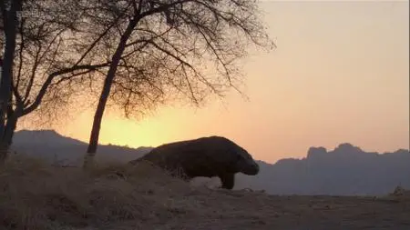 BBC Natural World - Komodo: Secrets of the Dragon (2011)