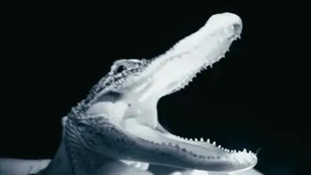 BBC - The Truth About: Antibiotics (2019)