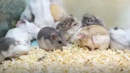 How To Raise Hamsters