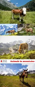 Photos - Animals in mountains